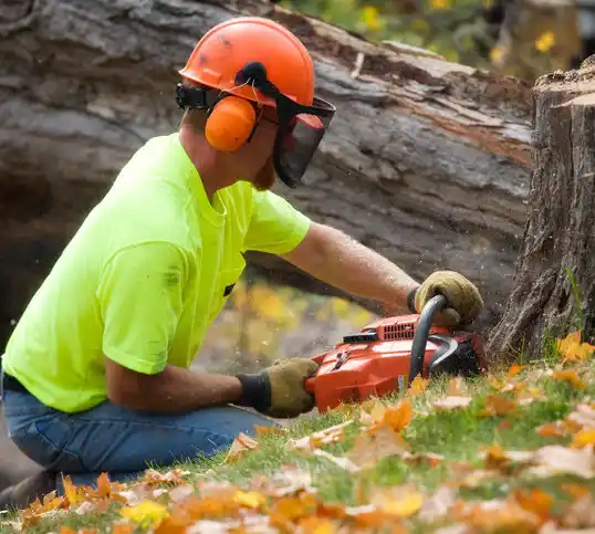 tree services South Duxbury